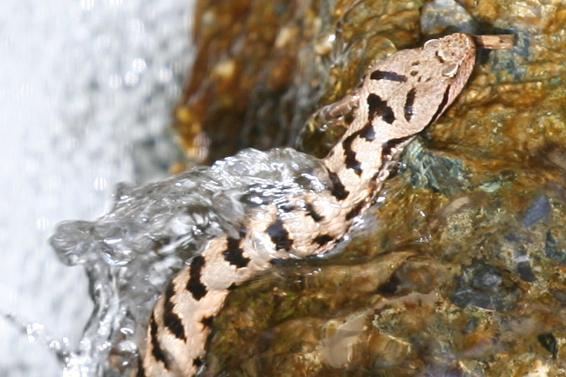 vipera aspis